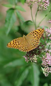 Preview wallpaper butterfly, wings, pattern, macro, flowers