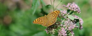 Preview wallpaper butterfly, wings, pattern, macro, flowers