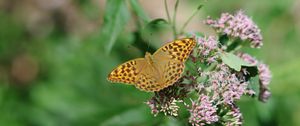 Preview wallpaper butterfly, wings, pattern, macro, flowers