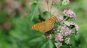 Preview wallpaper butterfly, wings, pattern, macro, flowers