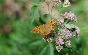 Preview wallpaper butterfly, wings, pattern, macro, flowers