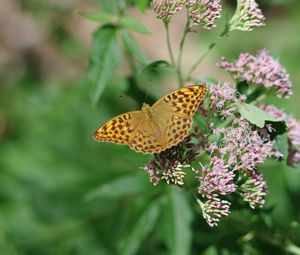 Preview wallpaper butterfly, wings, pattern, macro, flowers