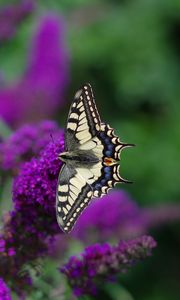 Preview wallpaper butterfly, wings, pattern, tropical, flowers