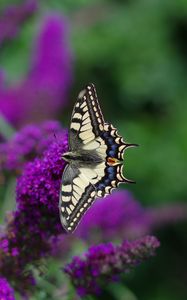 Preview wallpaper butterfly, wings, pattern, tropical, flowers