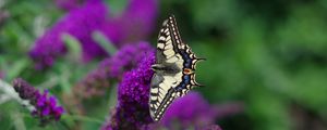 Preview wallpaper butterfly, wings, pattern, tropical, flowers