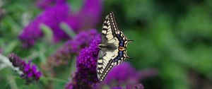 Preview wallpaper butterfly, wings, pattern, tropical, flowers