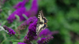 Preview wallpaper butterfly, wings, pattern, tropical, flowers