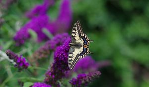 Preview wallpaper butterfly, wings, pattern, tropical, flowers