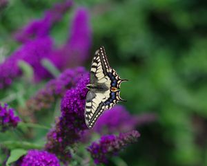 Preview wallpaper butterfly, wings, pattern, tropical, flowers