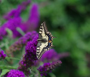 Preview wallpaper butterfly, wings, pattern, tropical, flowers