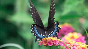 Preview wallpaper butterfly, wings, pattern, flowers, leaves, macro