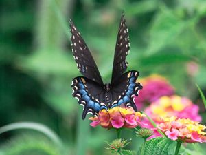 Preview wallpaper butterfly, wings, pattern, flowers, leaves, macro