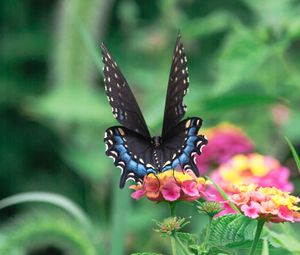 Preview wallpaper butterfly, wings, pattern, flowers, leaves, macro