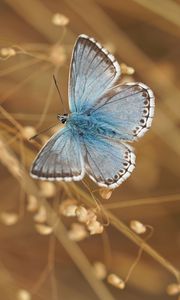 Preview wallpaper butterfly, wings, pattern, focus, macro