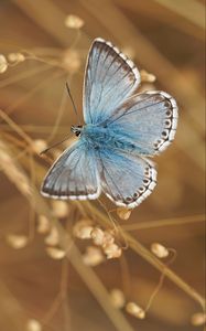 Preview wallpaper butterfly, wings, pattern, focus, macro