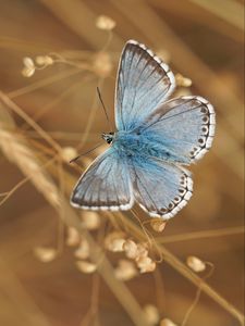 Preview wallpaper butterfly, wings, pattern, focus, macro