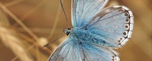 Preview wallpaper butterfly, wings, pattern, focus, macro