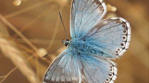 Preview wallpaper butterfly, wings, pattern, focus, macro