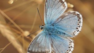 Preview wallpaper butterfly, wings, pattern, focus, macro