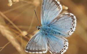 Preview wallpaper butterfly, wings, pattern, focus, macro