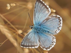 Preview wallpaper butterfly, wings, pattern, focus, macro