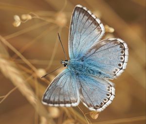 Preview wallpaper butterfly, wings, pattern, focus, macro