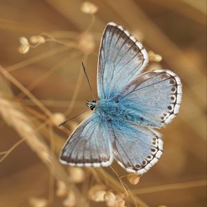 Preview wallpaper butterfly, wings, pattern, focus, macro