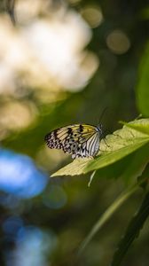 Preview wallpaper butterfly, wings, pattern, grass, macro, glare
