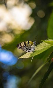 Preview wallpaper butterfly, wings, pattern, grass, macro, glare