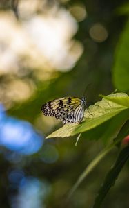 Preview wallpaper butterfly, wings, pattern, grass, macro, glare