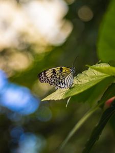 Preview wallpaper butterfly, wings, pattern, grass, macro, glare