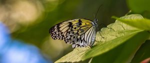 Preview wallpaper butterfly, wings, pattern, grass, macro, glare