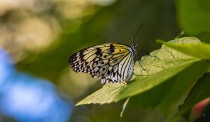 Preview wallpaper butterfly, wings, pattern, grass, macro, glare