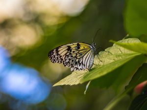 Preview wallpaper butterfly, wings, pattern, grass, macro, glare