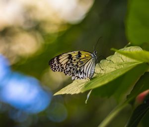 Preview wallpaper butterfly, wings, pattern, grass, macro, glare