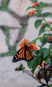 Preview wallpaper butterfly, wings, pattern, flowers, leaves, insect