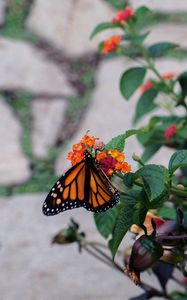 Preview wallpaper butterfly, wings, pattern, flowers, leaves, insect