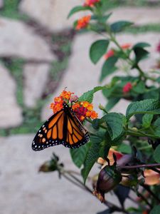 Preview wallpaper butterfly, wings, pattern, flowers, leaves, insect