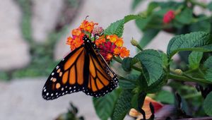 Preview wallpaper butterfly, wings, pattern, flowers, leaves, insect