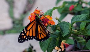 Preview wallpaper butterfly, wings, pattern, flowers, leaves, insect