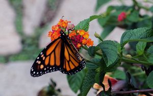 Preview wallpaper butterfly, wings, pattern, flowers, leaves, insect