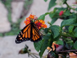 Preview wallpaper butterfly, wings, pattern, flowers, leaves, insect