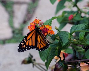 Preview wallpaper butterfly, wings, pattern, flowers, leaves, insect