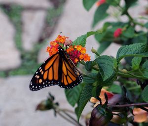 Preview wallpaper butterfly, wings, pattern, flowers, leaves, insect