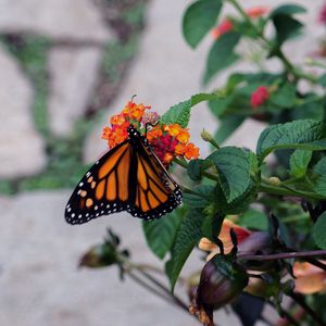 Preview wallpaper butterfly, wings, pattern, flowers, leaves, insect