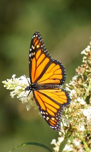 Preview wallpaper butterfly, wings, pattern, flowers, macro, beautiful