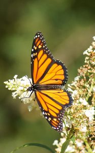 Preview wallpaper butterfly, wings, pattern, flowers, macro, beautiful