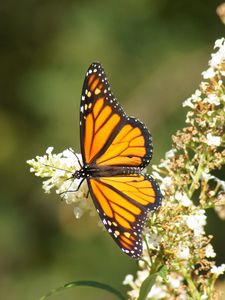 Preview wallpaper butterfly, wings, pattern, flowers, macro, beautiful