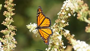 Preview wallpaper butterfly, wings, pattern, flowers, macro, beautiful