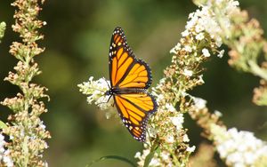 Preview wallpaper butterfly, wings, pattern, flowers, macro, beautiful